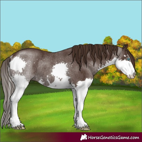 Horse Color:Liver Chestnut Splash Rabicano
