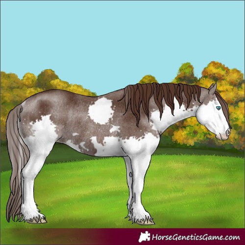 Horse Color:Liver Chestnut Splash Rabicano