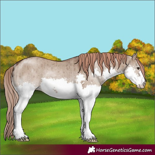 Horse Color:Liver Red Dun Splash Rabicano Brindle