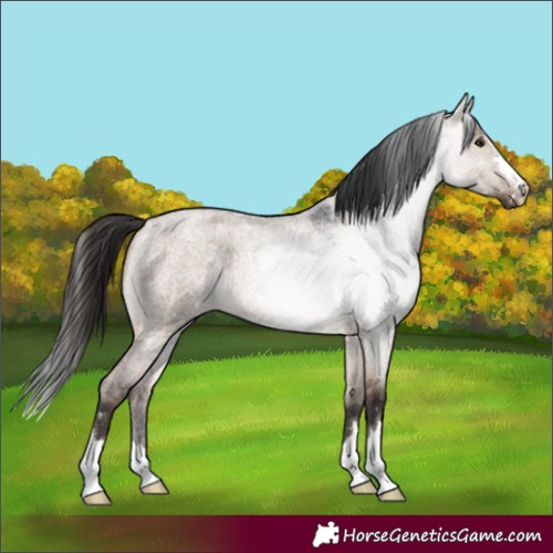Horse Color:Brown Roan Dun Rabicano
