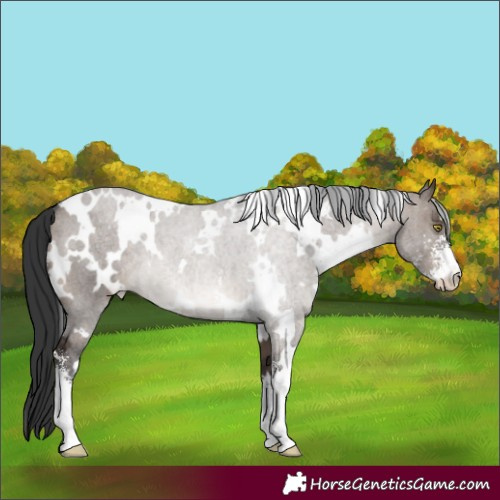 Horse Color:White Spotted Brown Dun Sabino 