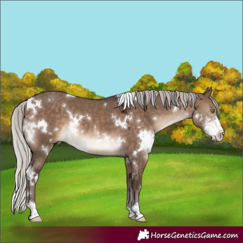 Horse Color:White Spotted Silver Brown Dun Sabino Rabicano 