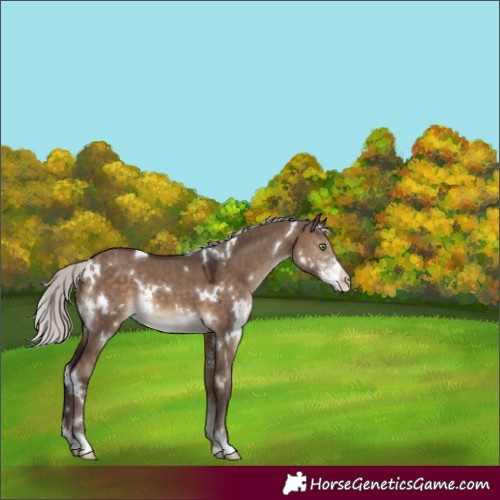 Horse Color:White Spotted Silver Brown Dun Sabino Rabicano 