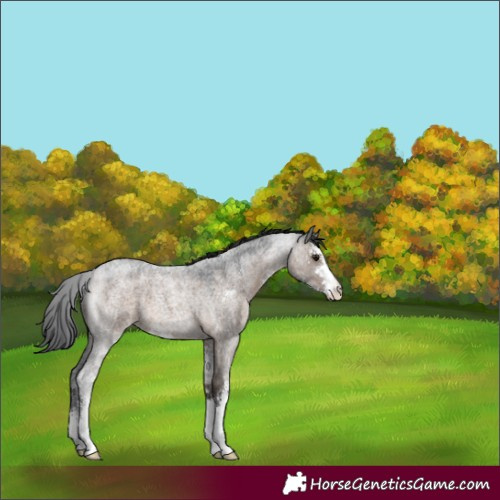 Horse Color:Brown Roan Dun Sabino 