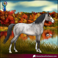 Horse Color:Brown Roan Dun Sabino Rabicano 