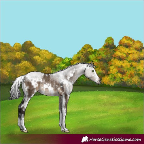 Horse Color:Gray White Spotted Brown Dun Sabino Rabicano 