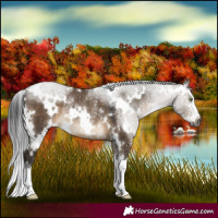 Horse Color:Gray White Spotted Brown Dun Sabino Rabicano