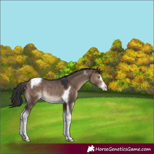 Horse Color:Brown Dun Sabino Tobiano Rabicano