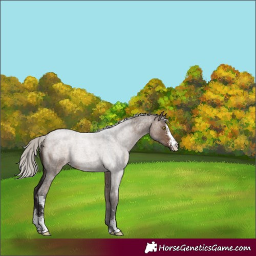 Horse Color:Silver Brown Roan Dun Sabino 
