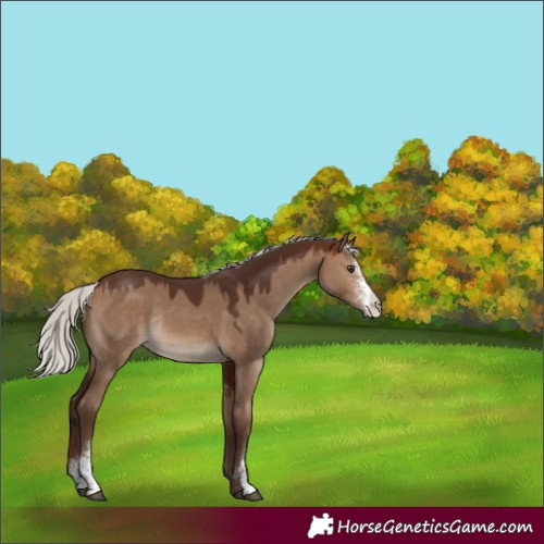 Horse Color:Silver Brown Dun Sabino Rabicano