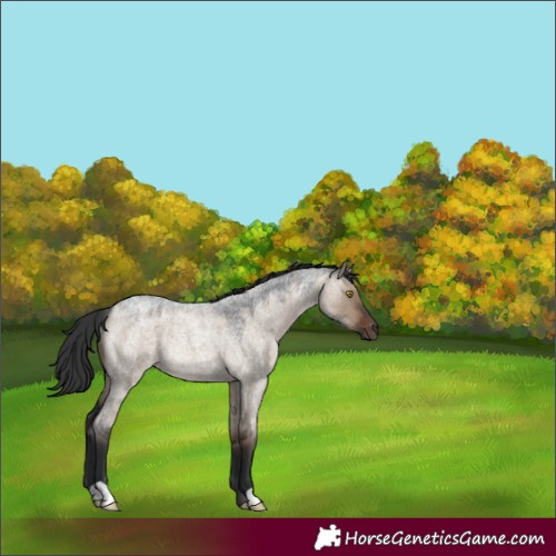 Horse Color:Brown Roan Dun Rabicano 