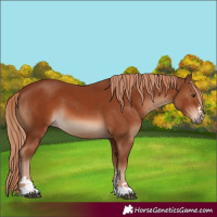 Horse Color:Chestnut and Chestnut