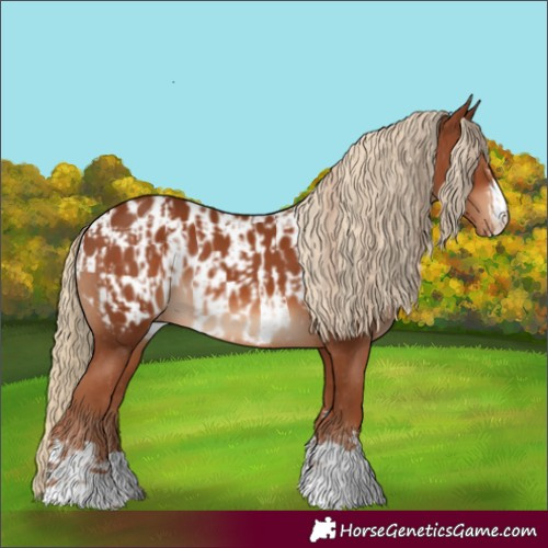 Horse Color:Chestnut and Chestnut Appaloosa