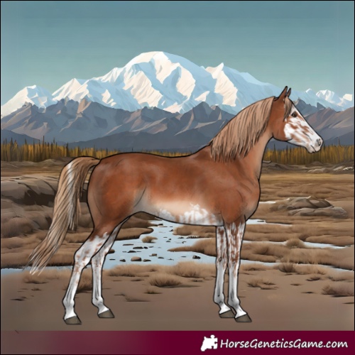 Horse Color:Chestnut and Chestnut Splash