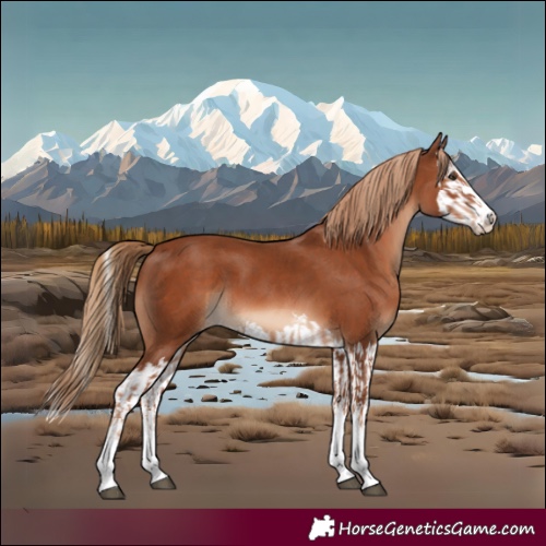 Horse Color:Chestnut  and Chestnut Splash 