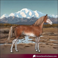Horse Color:Chestnut  and Chestnut Splash 