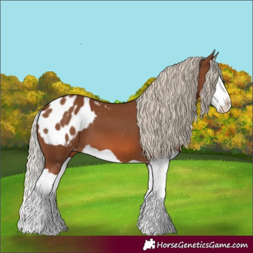 Horse Color:Chestnut Splash Appaloosa 