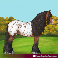 Horse Color:Bay Splash Near Leopard 
