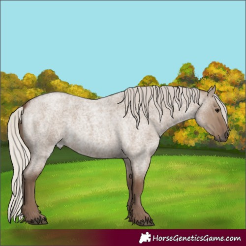 Horse Color:Silver Grullo Roan Rabicano 