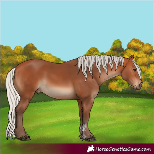 Horse Color:Silver Bay Sabino Rabicano
