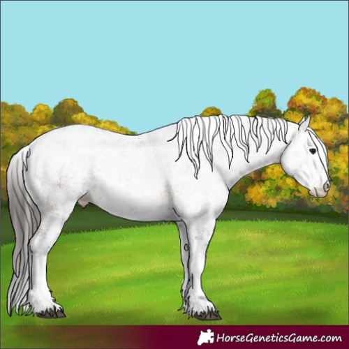 Horse Color:White Spotted Bay Sabino Rabicano