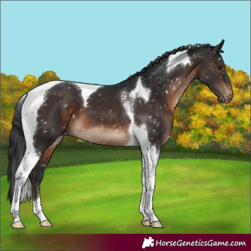 Horse Color:Brown Tobiano Snowflake Varnish