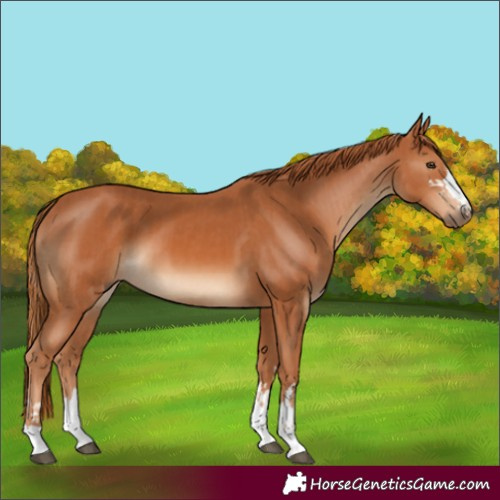Horse Color:Chestnut  and Chestnut 
