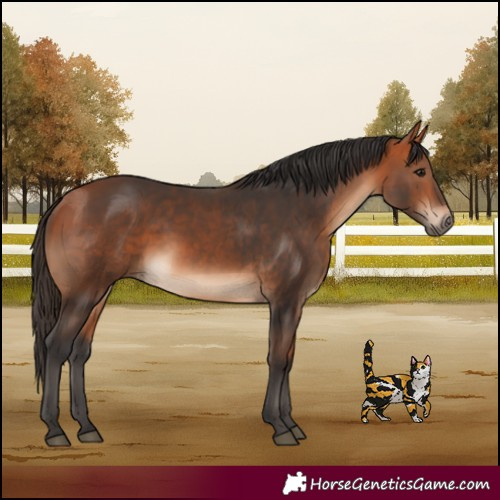 Horse Color:Bay  and Bay Rabicano 