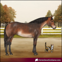 Horse Color:Bay  and Bay Rabicano 