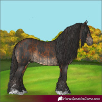 Horse Color:Bay  and Black 