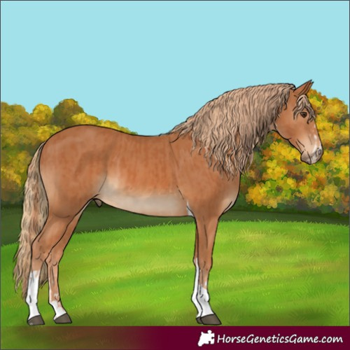 Horse Color:Chestnut and Chestnut Tobiano
