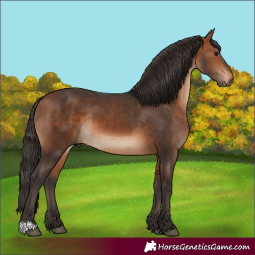Horse Color:Bay and Bay Rabicano
