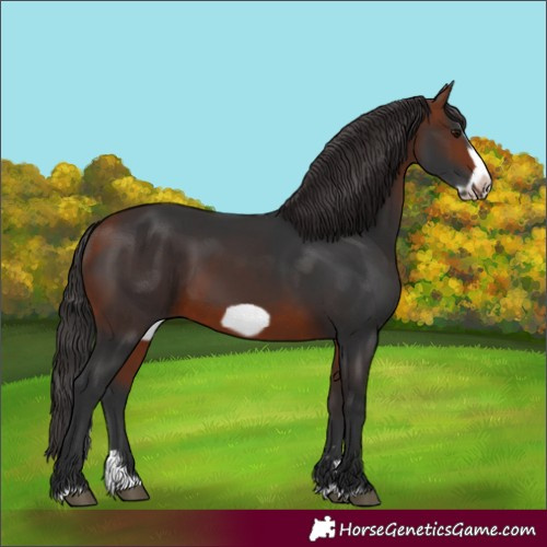 Horse Color:Bay Splash Frame 