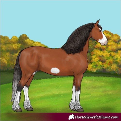 Horse Color:Bay Splash Frame
