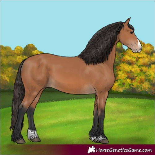 Horse Color:Bay Splash Frame