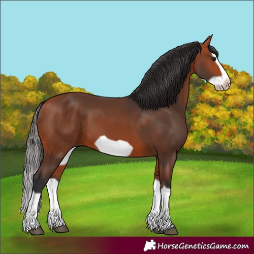 Horse Color:Bay Splash Frame 