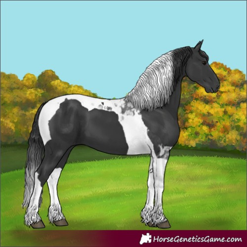 Horse Color:Black Tobiano 