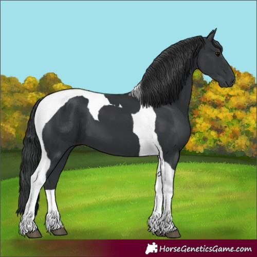 Horse Color:Black Tobiano 