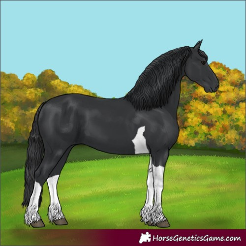 Horse Color:Black Tobiano 