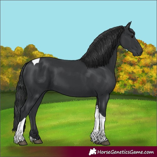 Horse Color:Black Tobiano 