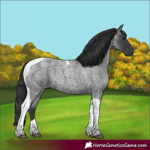 Horse Color:Blue Roan Tobiano 