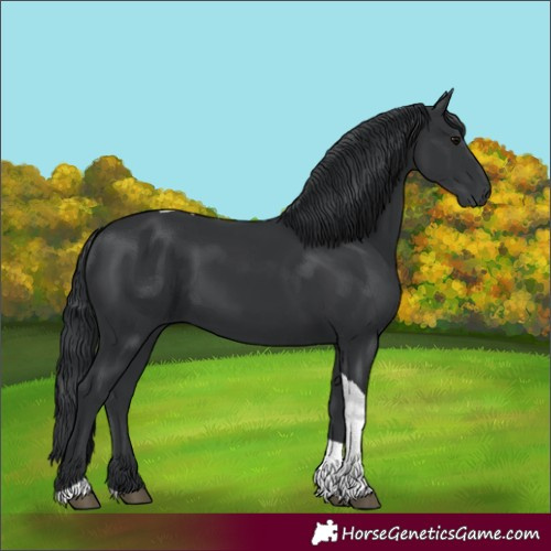 Horse Color:Black Tobiano 