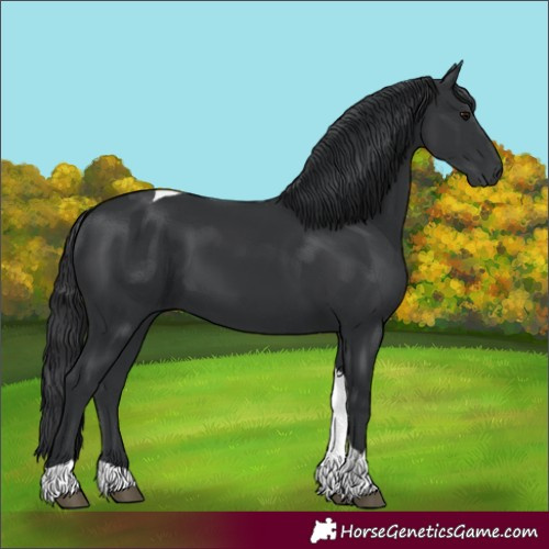 Horse Color:Black Tobiano 