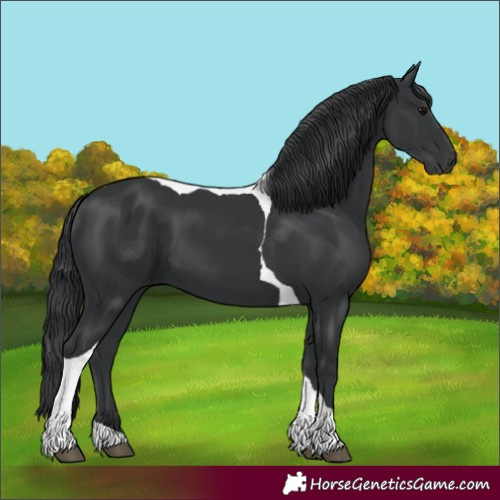 Horse Color:Black Tobiano 