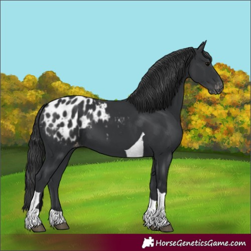 Horse Color:Black Tobiano Appaloosa