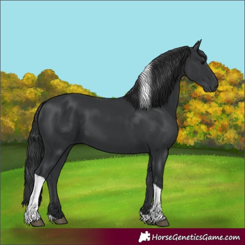 Horse Color:Black Tobiano 