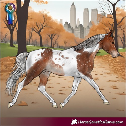 Horse Color:Silver Brown Tobiano Appaloosa Rabicano