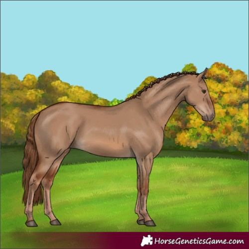 Horse Color:Red Dun