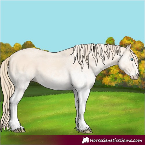 Horse Color:White Spotted Perlino 