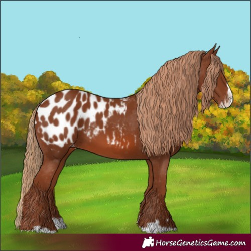 Horse Color:Chestnut Splash Blanket